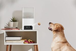 Read more about the article Petcube Bites 2 Review